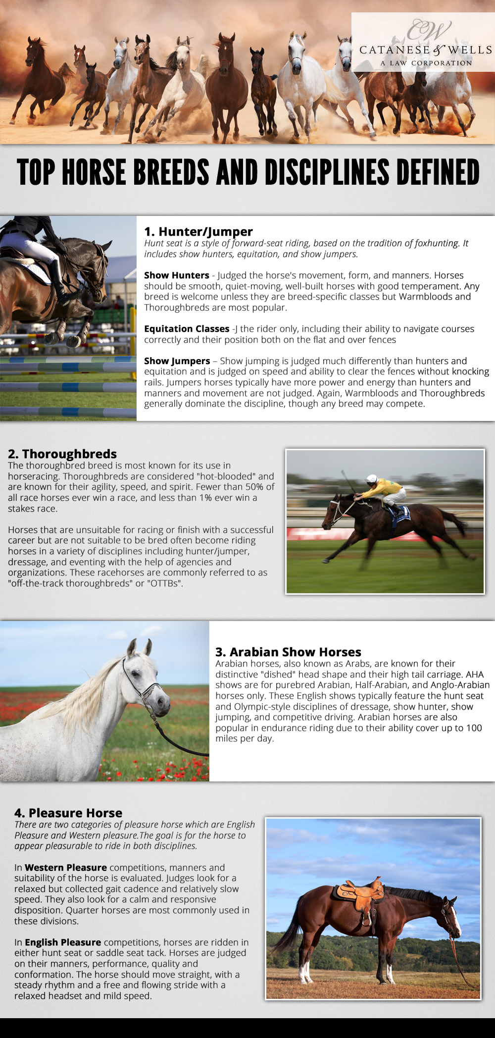Top Horse and Disciplines Defined: An Infographic - Catanese & Wells