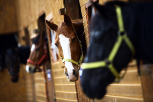 California equine lawyer