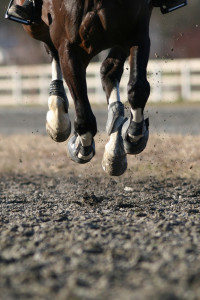 gallop