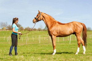 equine-woman