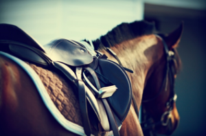 equine law