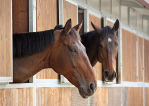 horse in the stable