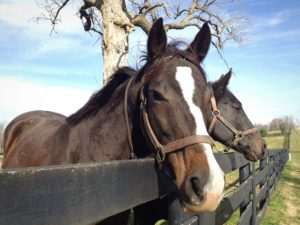 Horse On Farm