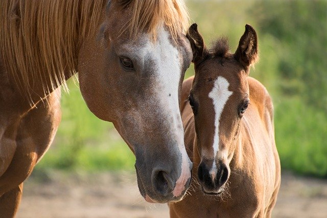 Horse and foal standing in pasture