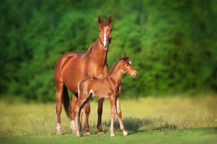 Best Breeding Practices for First Time Horse Breeders - Los Angeles