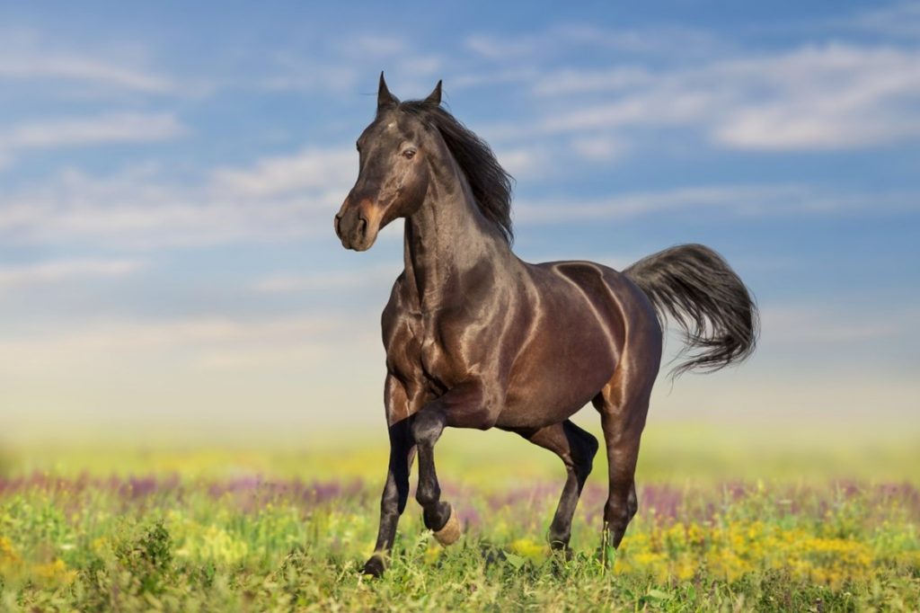 equine legal solutions Catanese and Wells